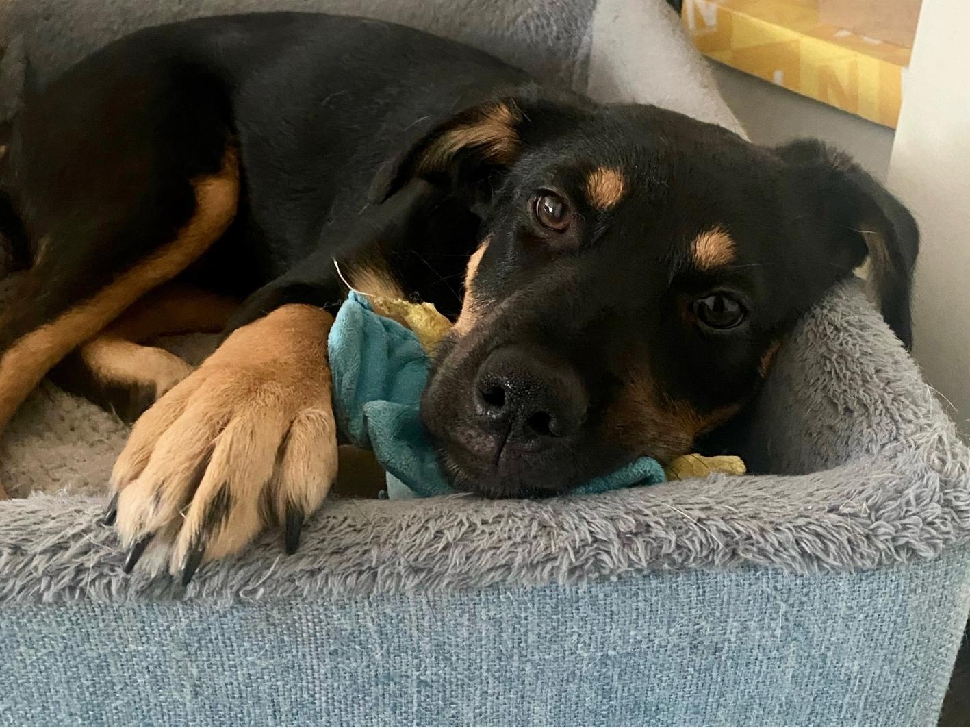 Buddy updated site 1