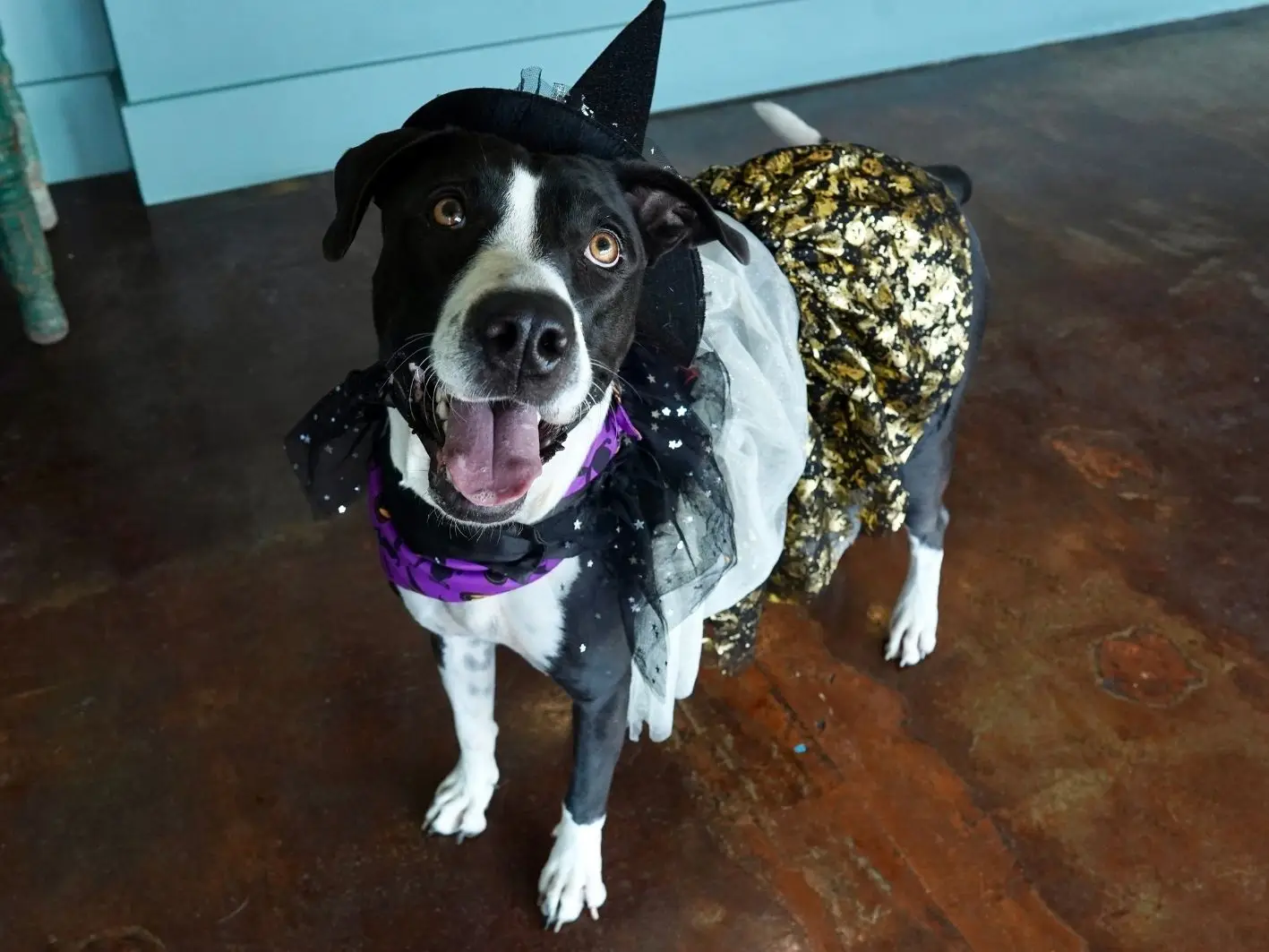 Missy New Halloween Site (3)