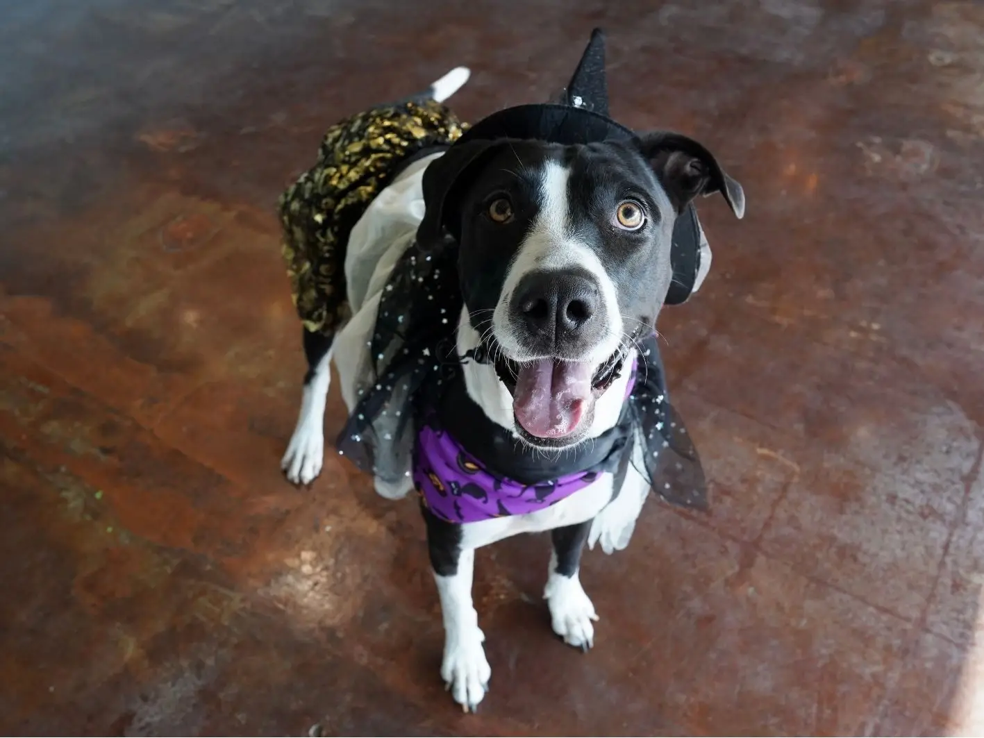 Missy New Halloween Site (4)