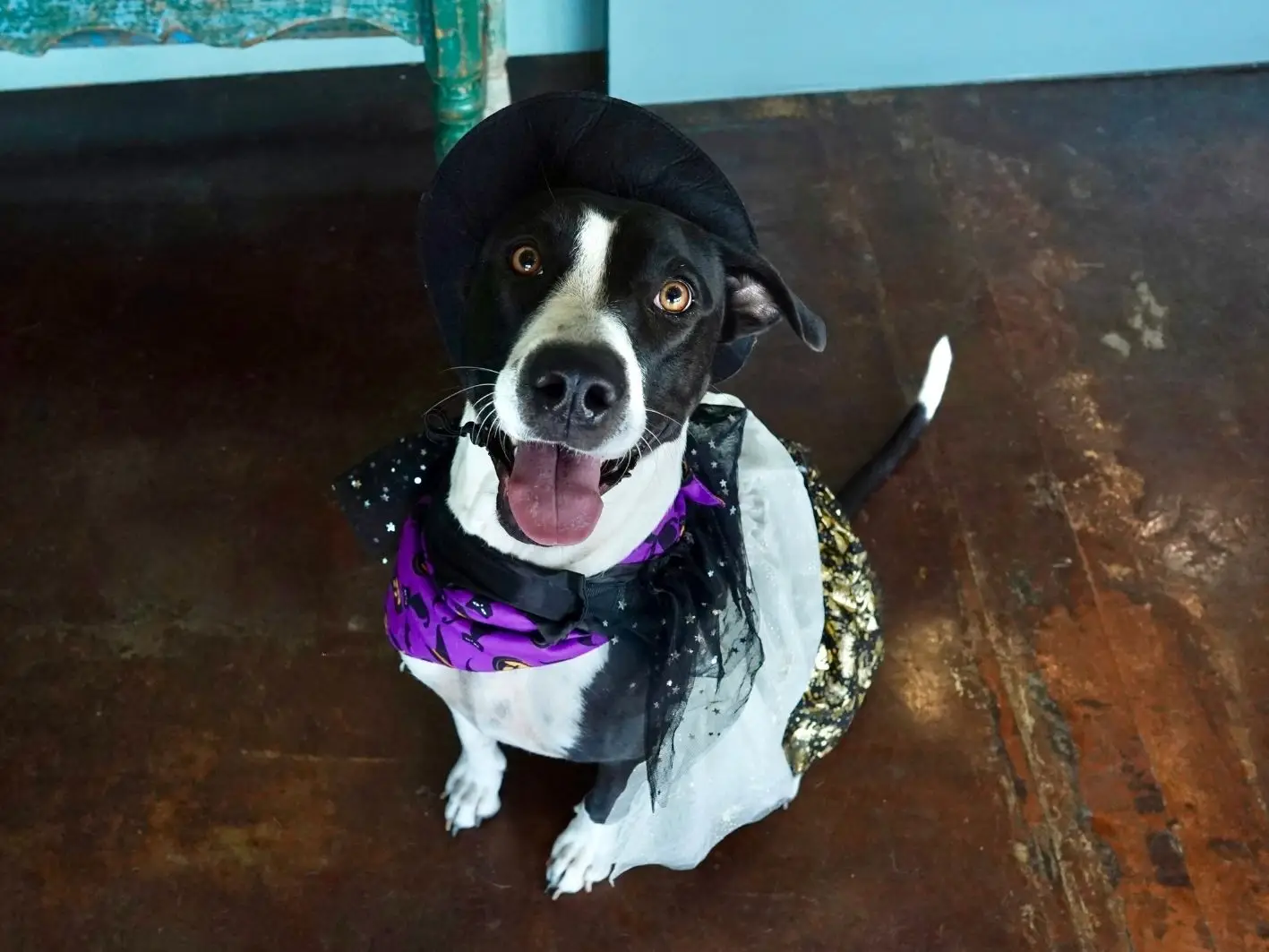 Missy New Halloween Site (6)