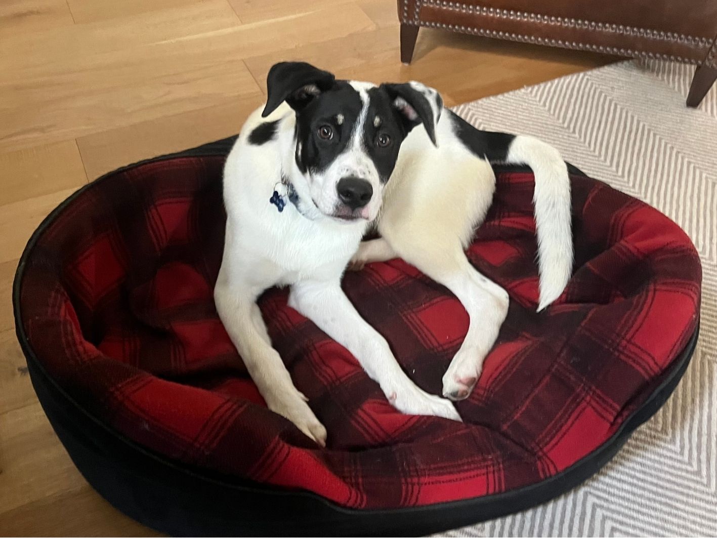Ollie updated site 1