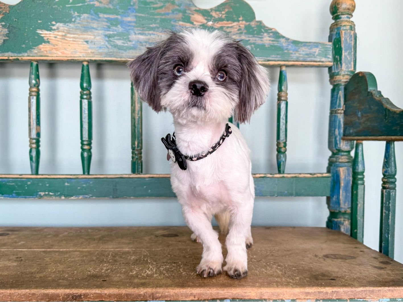 Albert updated site 2