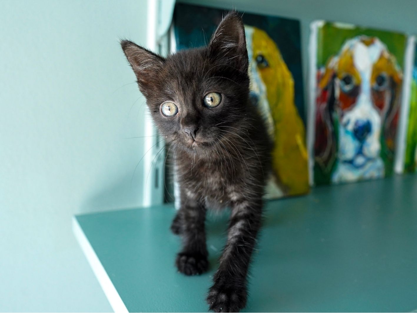 Jiji 1 (1)
