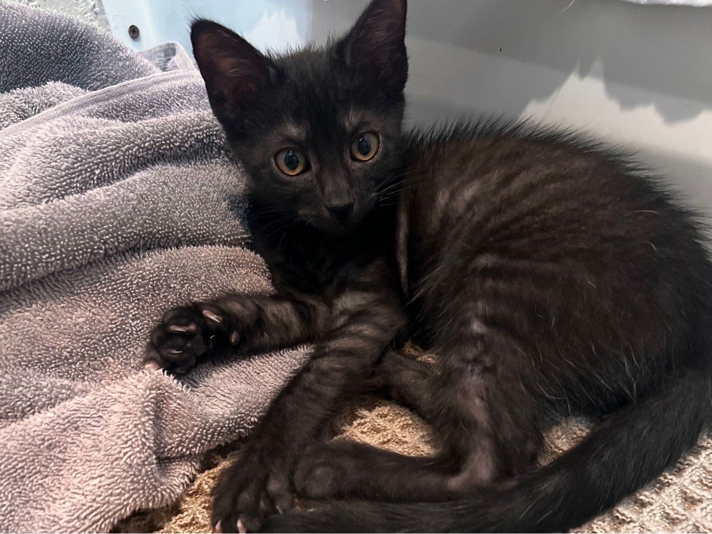 Jiji foster update site