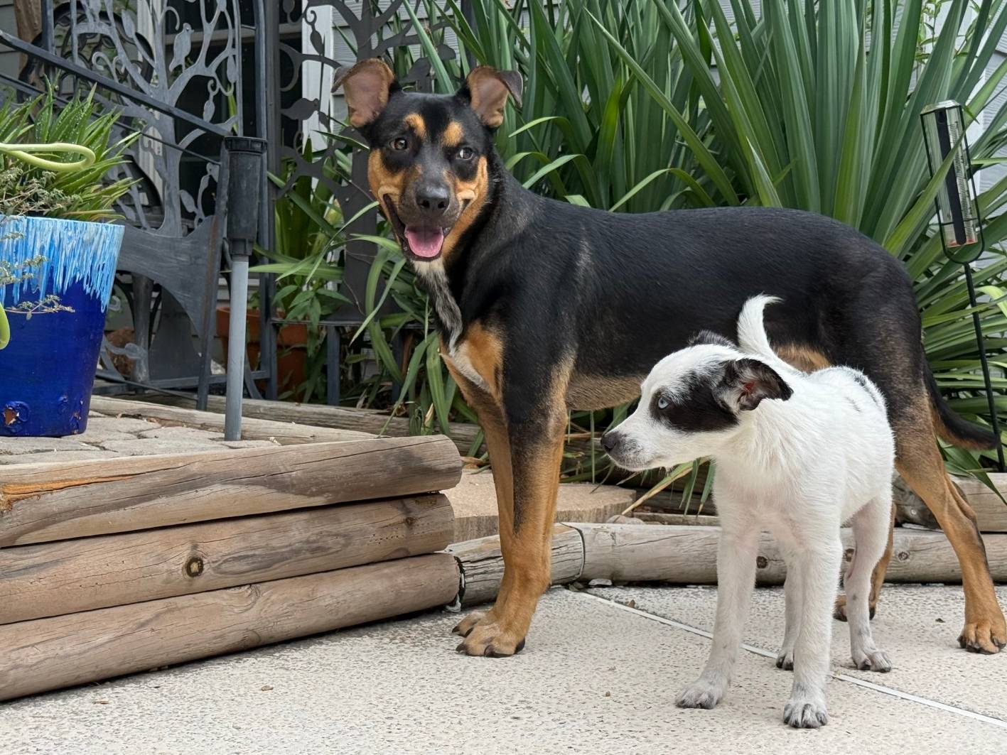 Scottie & Lotus Foster New Site