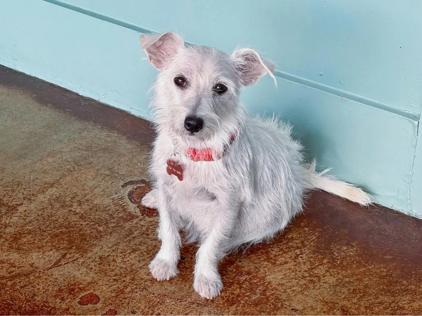 Dottie Site