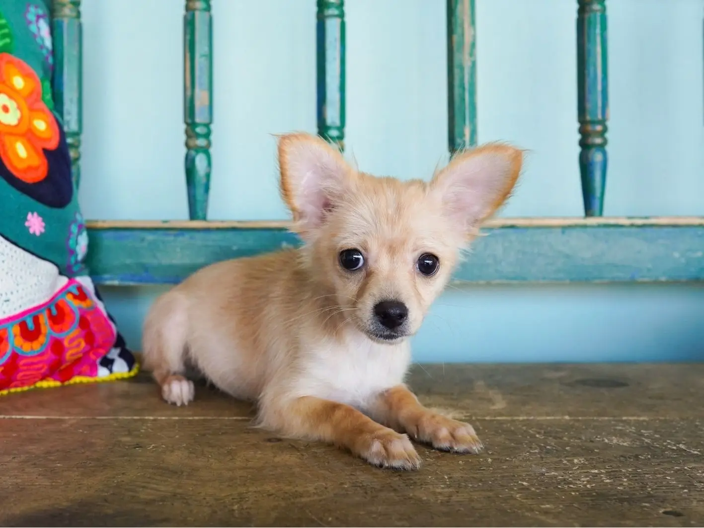minnie Site 2