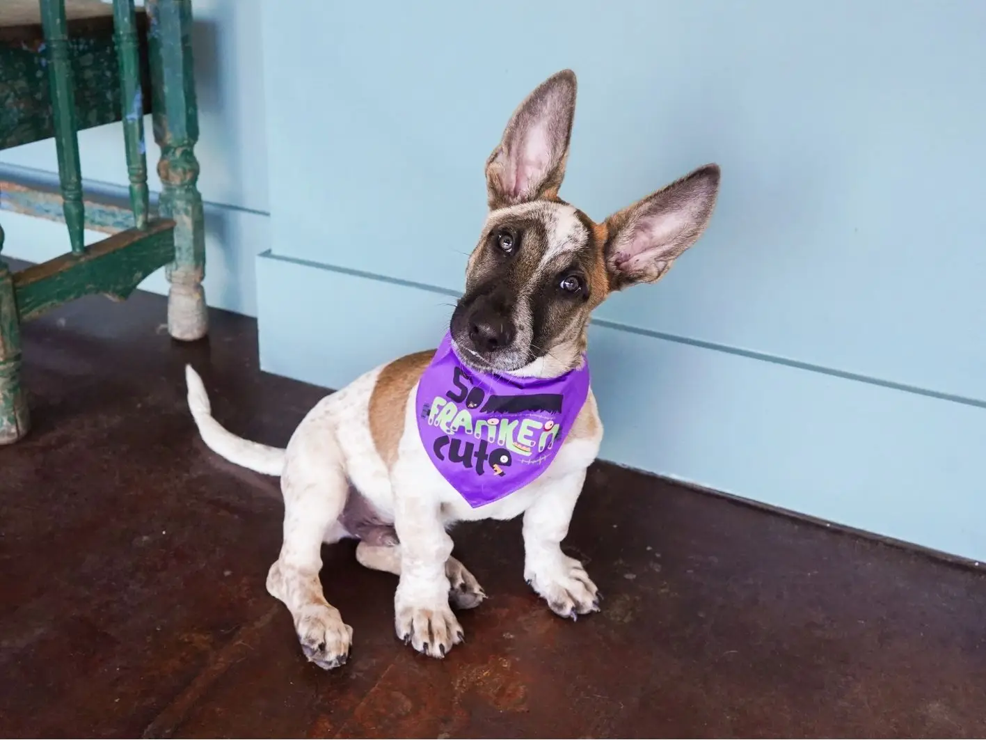 Frankenweenie Site