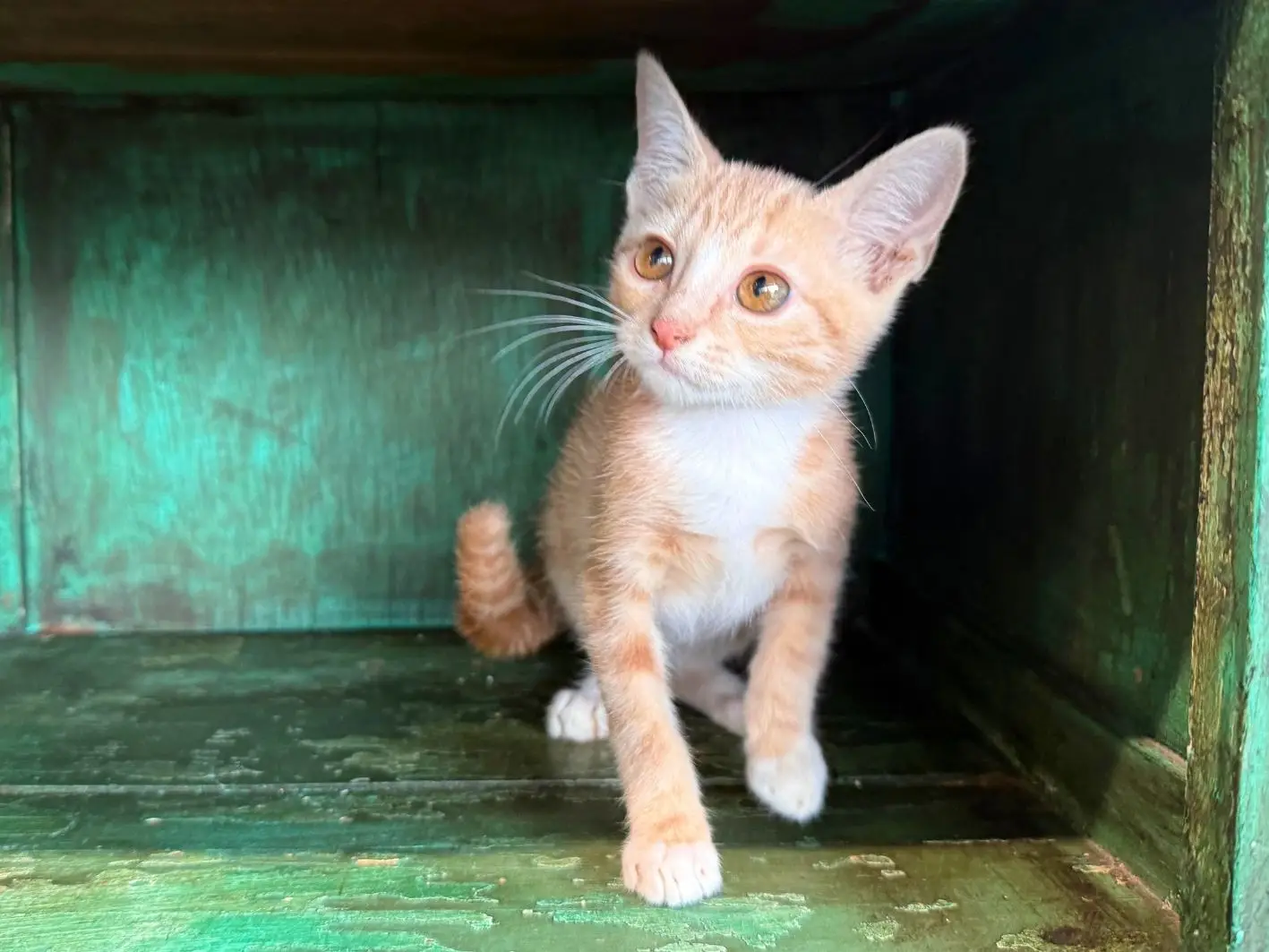 Kitty Purry Site 1