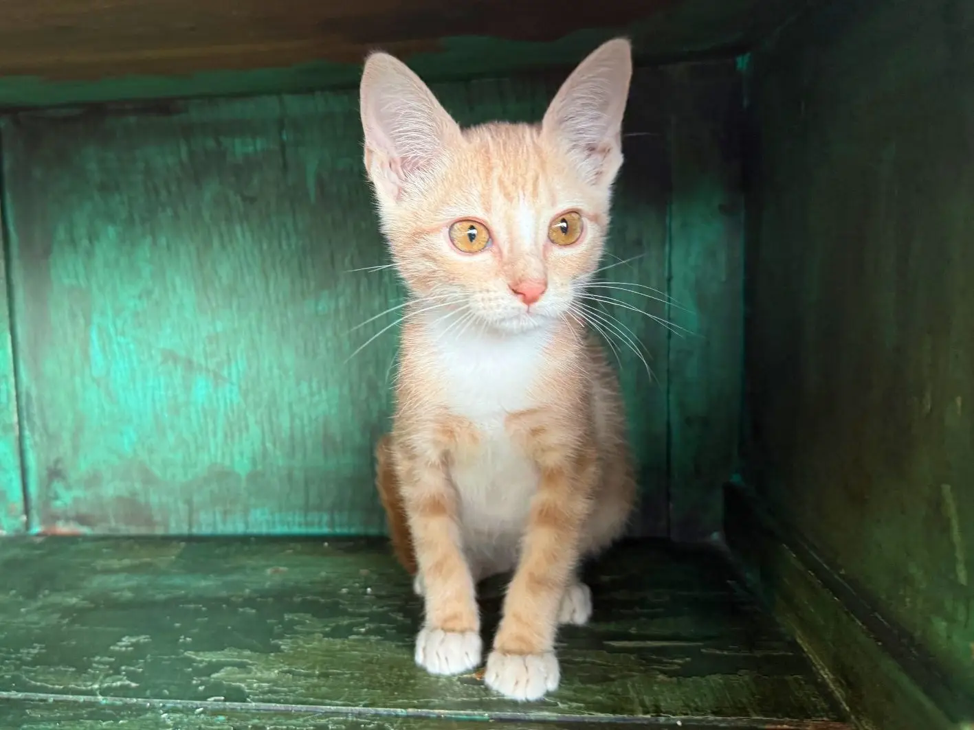Kitty Purry Site 2