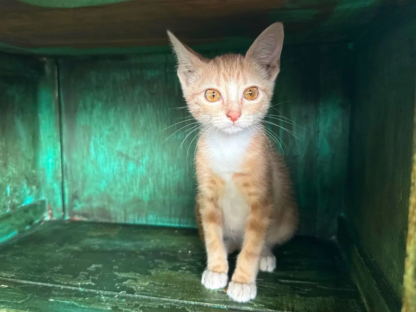 Kitty Purry Site 3
