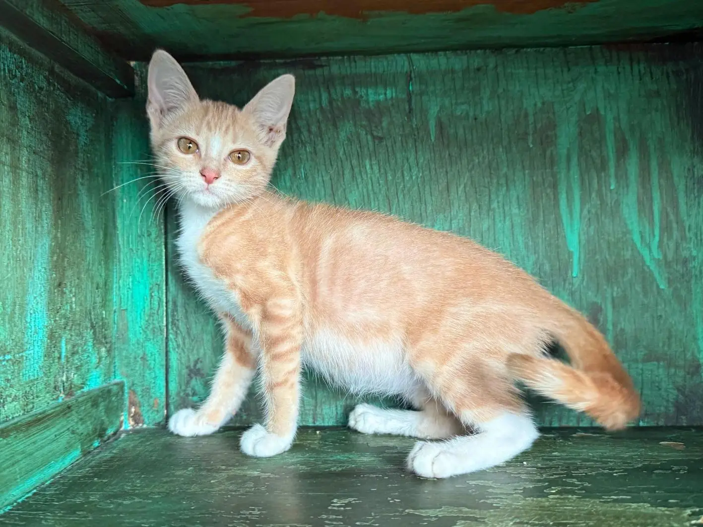 Kitty Purry Site 4