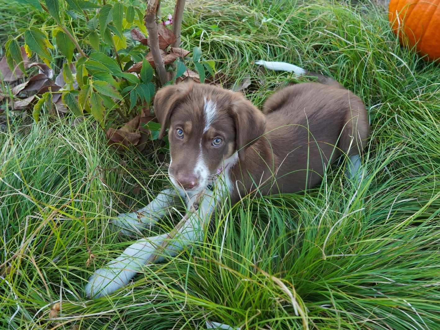 Simon (3)