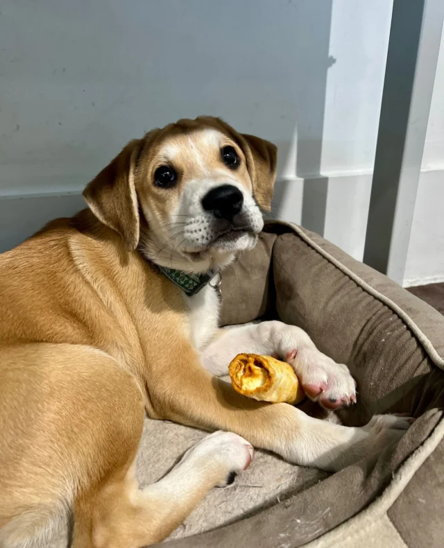 Affordable Dog Adoption near Me: Discover Your New Friend