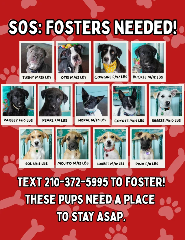 How Much Does It Cost to Foster a Dog: Essential Budget Guide